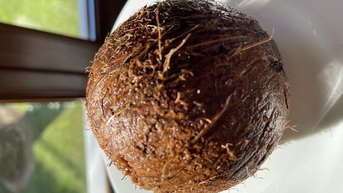 Kokonat ( hindistan cevizi 🥥 🌴 ) sever misin?