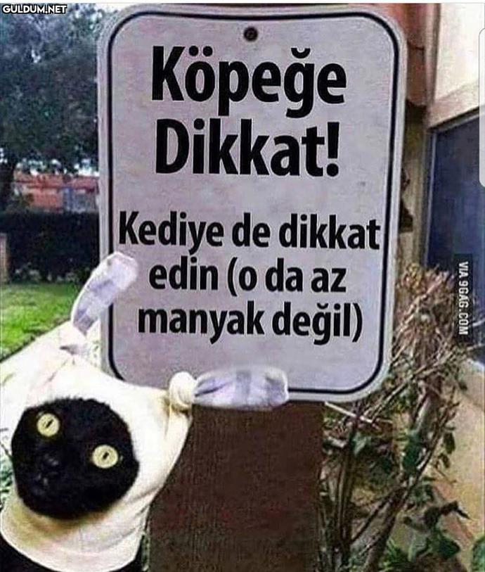 Bir araştırmaya göre kediler Türkiye'den dünyaya yayılmış. Kedileri sever misin?