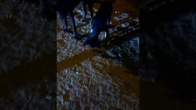Karanlıkta yürümekten korkar misin?