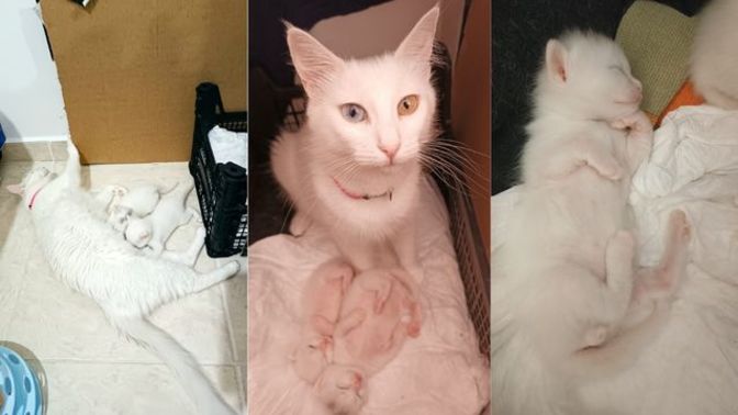 İkiz minnoş kedilerimin ismi sizce ne olsun?