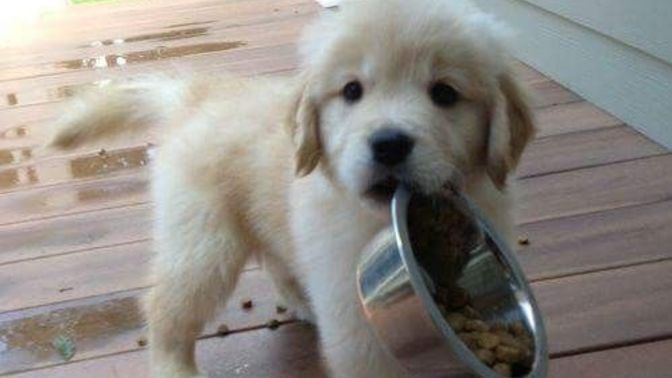 Mama fiyatları ikiye katlandı, 1500 TL'ye kedi maması olur mu?