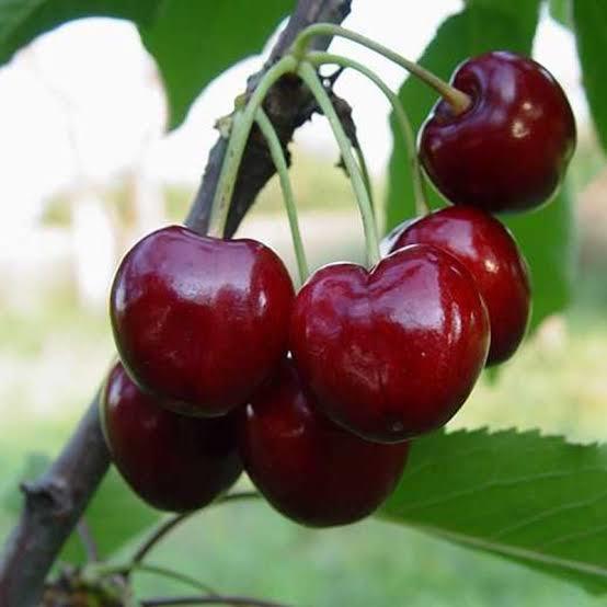 🍒