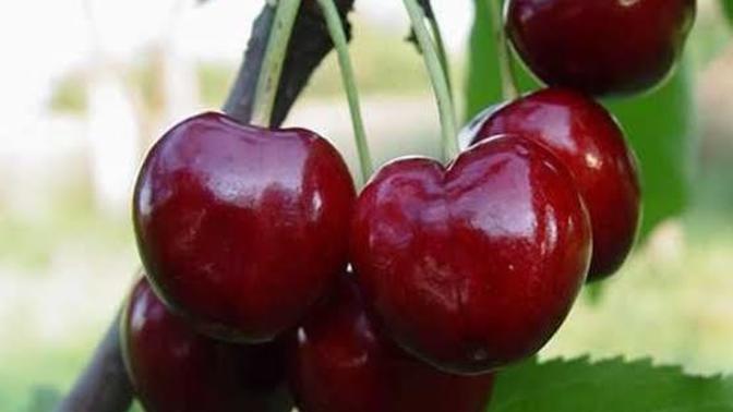 En çok hangi meyveyi seviyorsunuz 🍒?