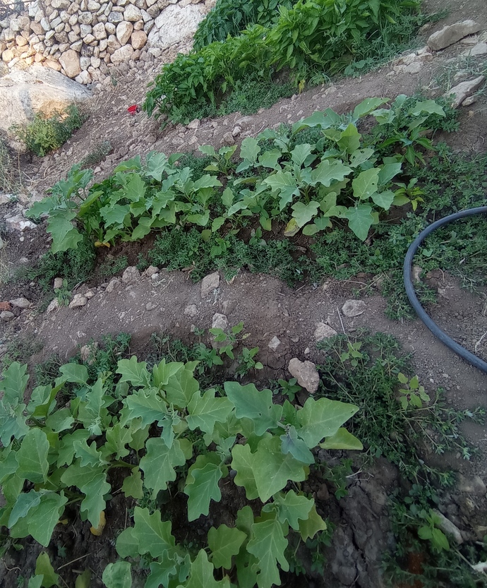 Yeşil ve toprak senin de kafanı dağıtıyor mu?