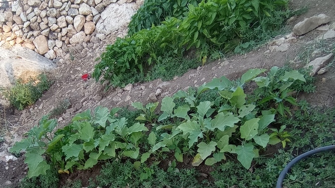 Yeşil ve toprak senin de kafanı dağıtıyor mu?