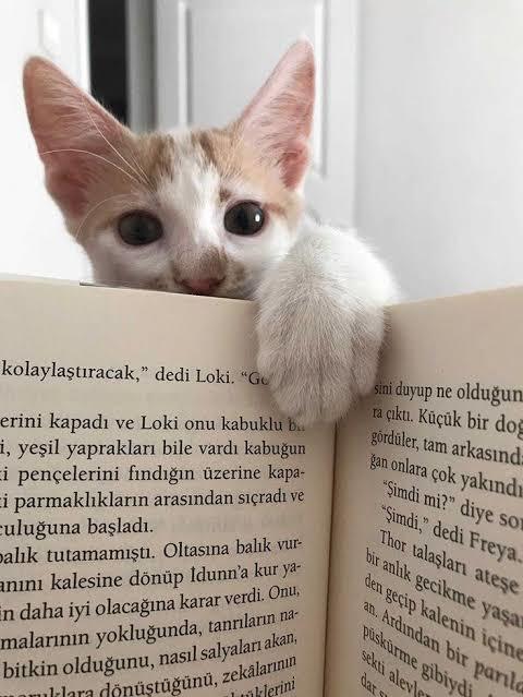 En çok hangi özelliğinle ilgi çekiyorsun?