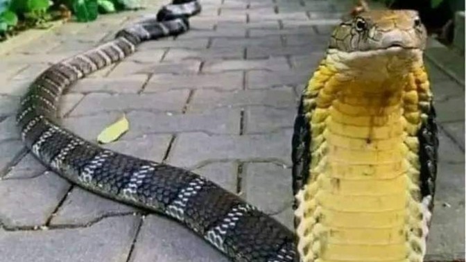 Karşı cinslerin en tehlikeli silahı nedir?