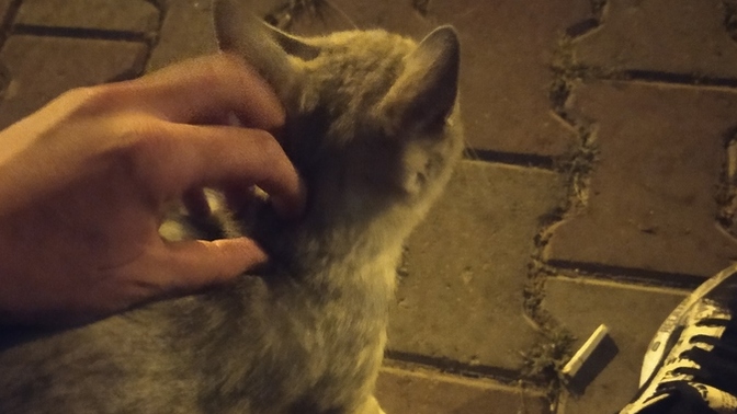 Gece dışarı çıkmayı seviyor musunuz?