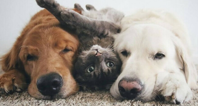 Kedi mi olmak isterdin köpek mi?