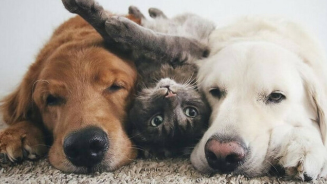 Kedi mi olmak isterdin köpek mi?
