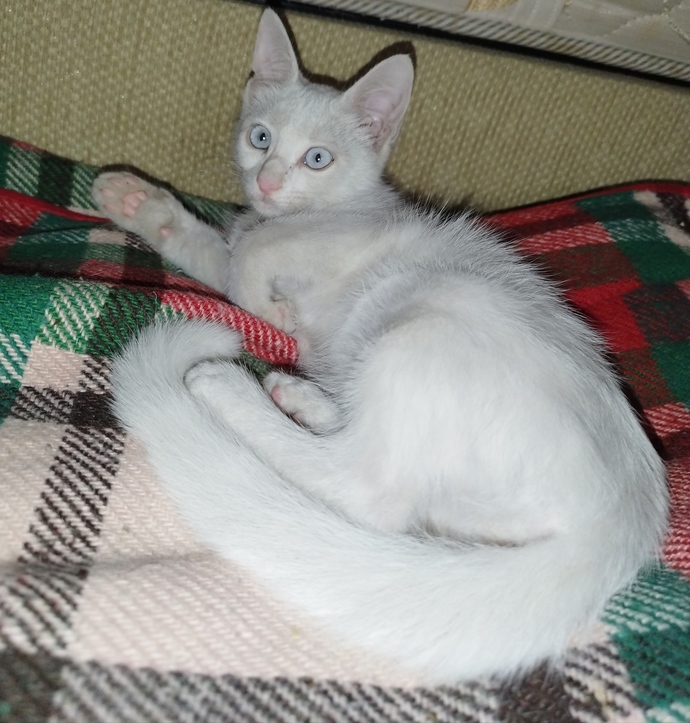 Dişi kedi sahiplendim sizce ismi ne olmalı?
