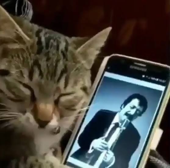 Kedim gece gündüz Müslüm baba dinliyor neden olabilir?