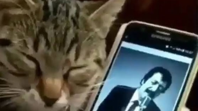 Kedim gece gündüz Müslüm baba dinliyor neden olabilir?