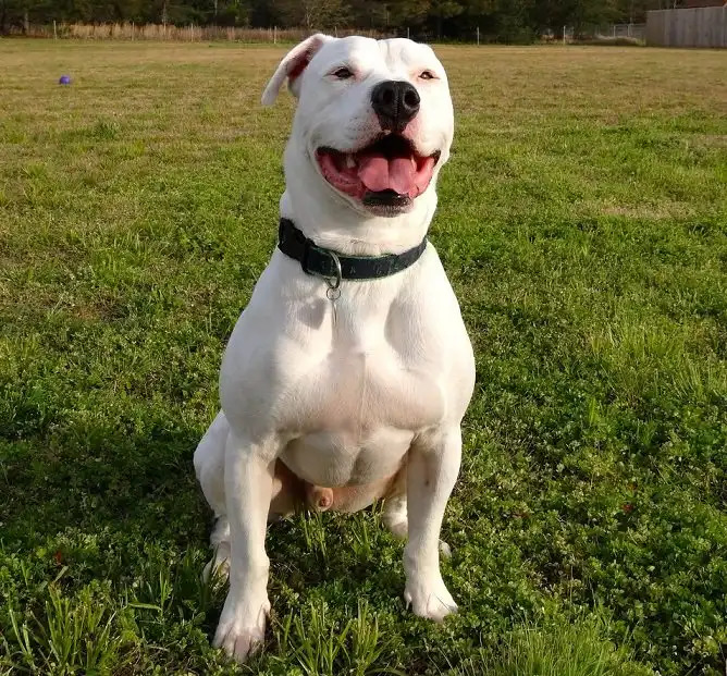 Amerikada millete sürekli saldırdığı için pitbull cinsi köpeği 2 kurşunla öldüren polis hakkında ne düşünüyorsunuz?