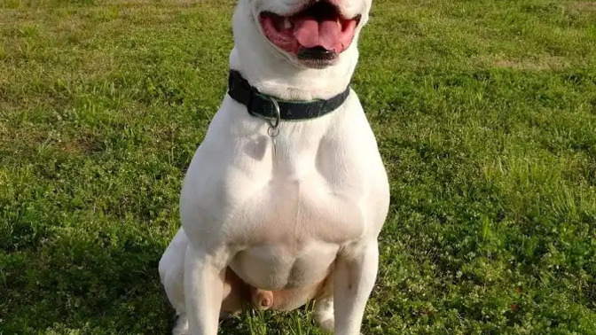 Amerika'da millete sürekli saldırdığı için pitbull cinsi köpeği 2 kurşunla öldüren polis hakkında ne düşünüyorsunuz?