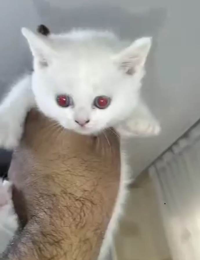 Sizce bu yavru büyüyünce nasıl bir kedi olacak?