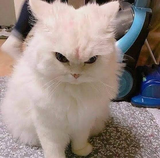 Sizce bu yavru büyüyünce nasıl bir kedi olacak?