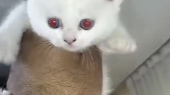 Sizce bu yavru büyüyünce nasıl bir kedi olacak?