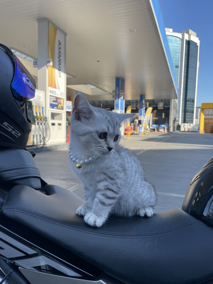 Yarın kedi sahipleneceğim, tüyolarınız var mı?