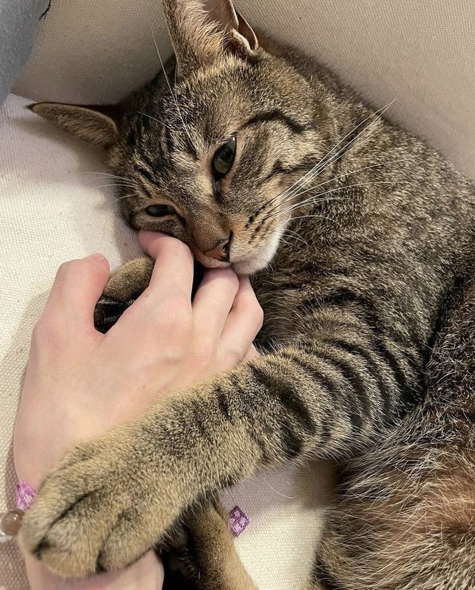 Kedi sevmek terapi etkisi yaratabilir mi?