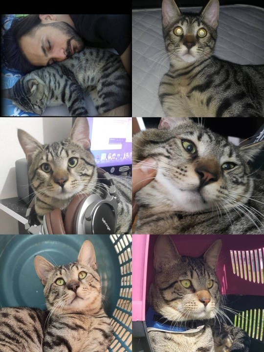 Kedi sevmek terapi etkisi yaratabilir mi?