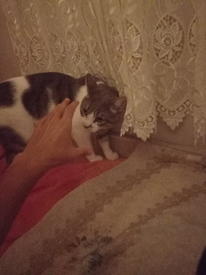 Kedi sevmek terapi etkisi yaratabilir mi?