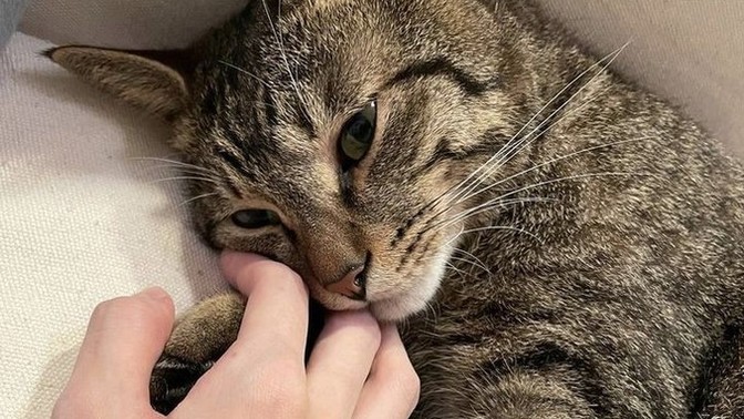 Kedi sevmek terapi etkisi yaratabilir mi?
