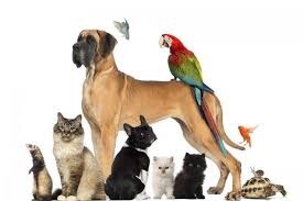 Yeni doğan erkek köpeğime isim önerir misiniz?