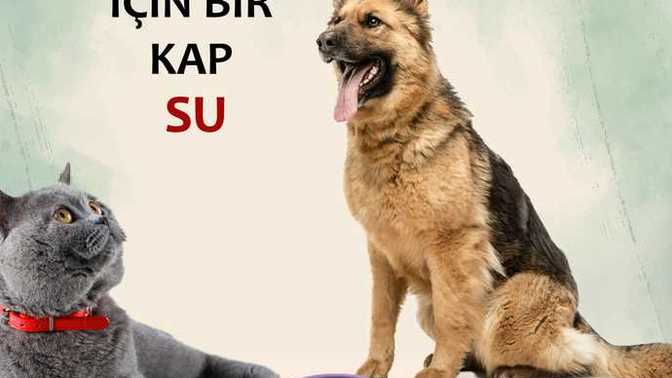 40 derece sıcaklıkta sokaktaki canlara mama ve su vermeye onlara bakmaya gidiyor musun?