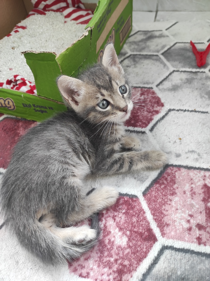 Bu kedi kaç aylık?