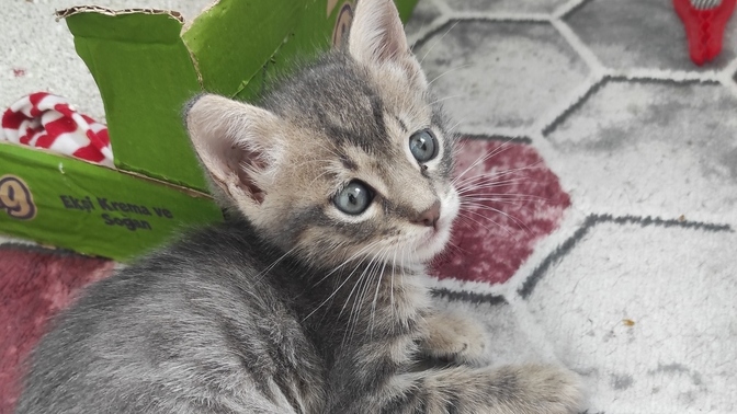Bu kedi kaç aylık?