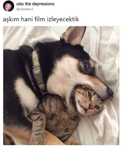 Erkekler, boş evi film izlemek için mi kullanır, pul koleksiyonu göstermek için mi?