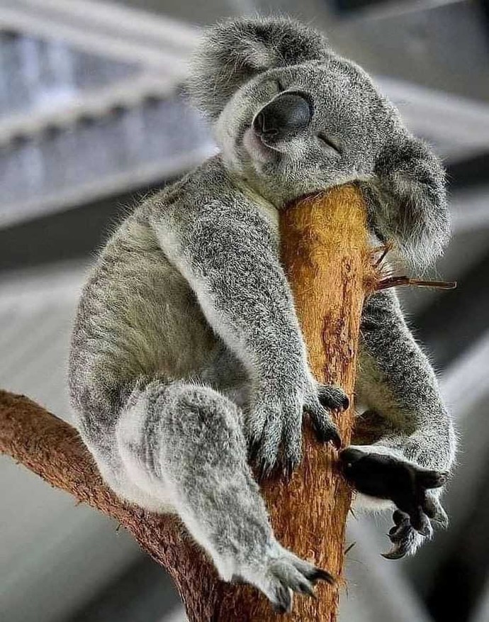 Sence sen hangisisin, kedi gibi meraklı mı, koala gibi üşengeç mi 😃?