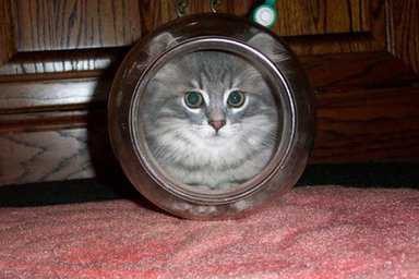 Sence sen hangisisin, kedi gibi meraklı mı, koala gibi üşengeç mi 😃?