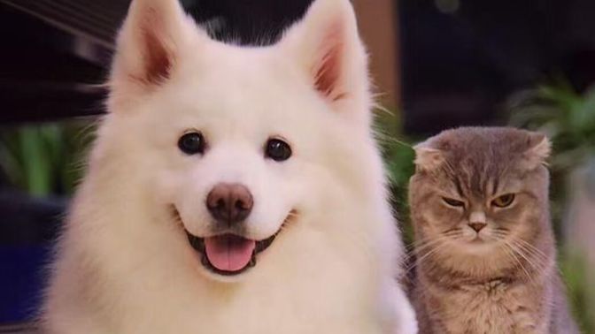 Siz kedi insanı mısınız köpek insanı mı🐈🐕?