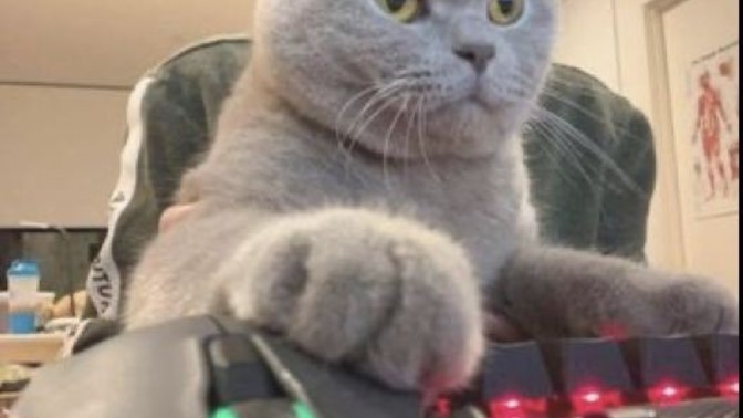 Kediniz klavye üstüne yatsa onu almaya kıyar mısınız?
