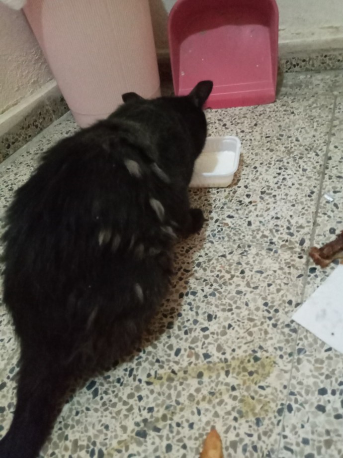 Kedimin tüyleri değişik görünüyor. Neyi olabilir?