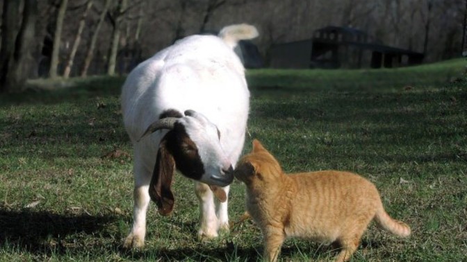 Keçi gibi inat mısın, kedi gibi uysal mı😛?