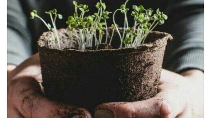 Çiçek açmak bitkilere mi özgüdür?
