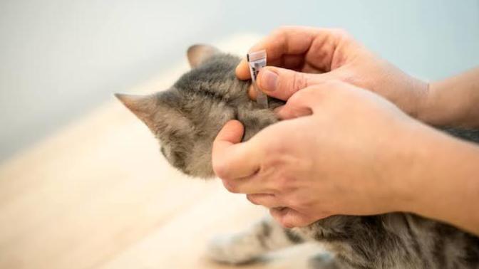 İç parazit sorunu yaşayan yavru kedi nasıl tedavi edilir?