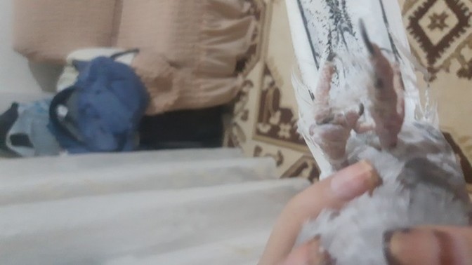 Kuşumun ayağına ip dolanmış kangren olmuş, nasıl çıkarabilirim?
