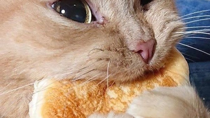 En sevdiğiniz "sütlü tatlı" hangisi🤤?