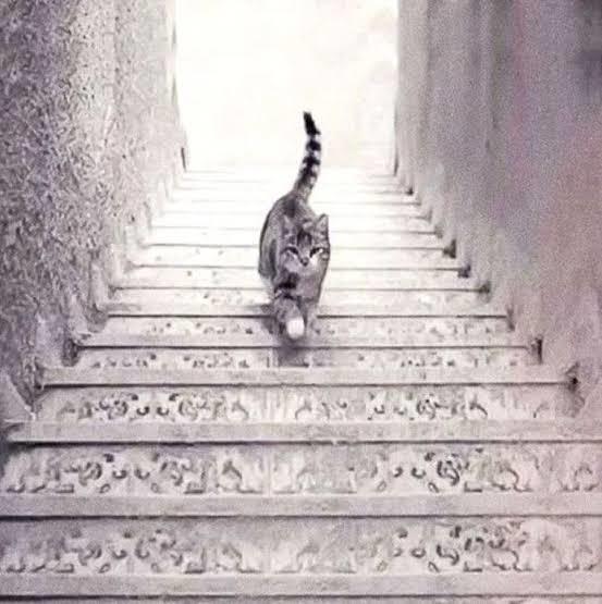 Sizce resimdeki kedi merdivenden aşağı mı iniyor yoksa merdivenden yukarı mı çıkıyor 🤔?