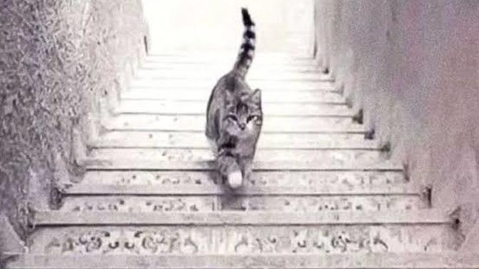Sizce resimdeki kedi merdivenden aşağı mı iniyor yoksa merdivenden yukarı mı çıkıyor 🤔?