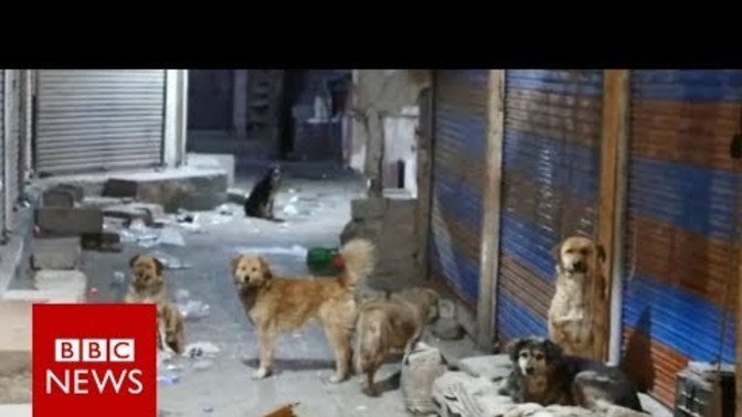Doğu ülkelerinde neden köpekler sevilmiyor?