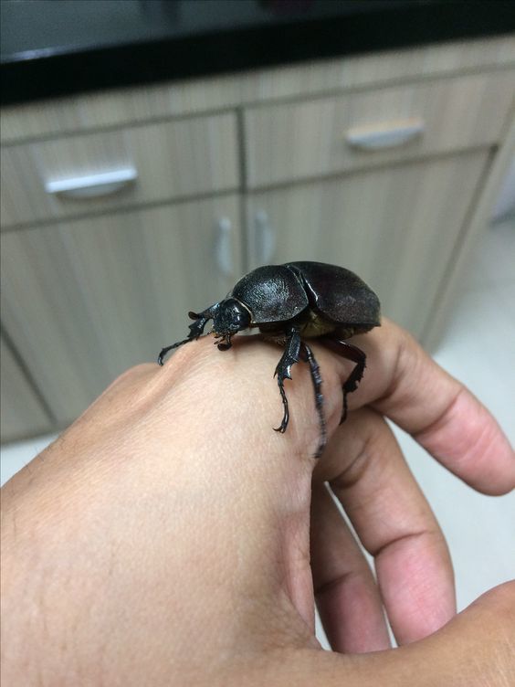 Evinde böcek besleyen sevgilinizle evlenir miydiniz?