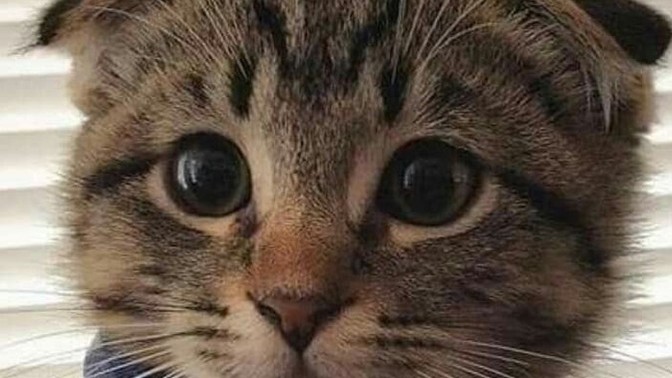 Sevgiliniz evcil hayvanınızı istemiyor olsa bu sebepten dolayı ayrılır mıydınız?