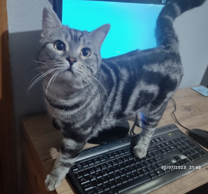 Tosun mu tosun, tatlı mı tatlı bir kedicik buldum kapımın önünde. Yok böyle tatlılık. Ne yapayım sizce arkadaşlar?