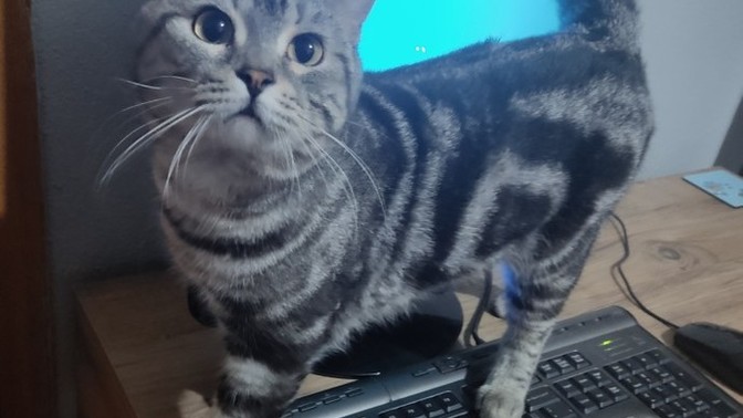 Tosun mu tosun, tatlı mı tatlı bir kedicik buldum kapımın önünde. Yok böyle tatlılık. Ne yapayım sizce arkadaşlar?