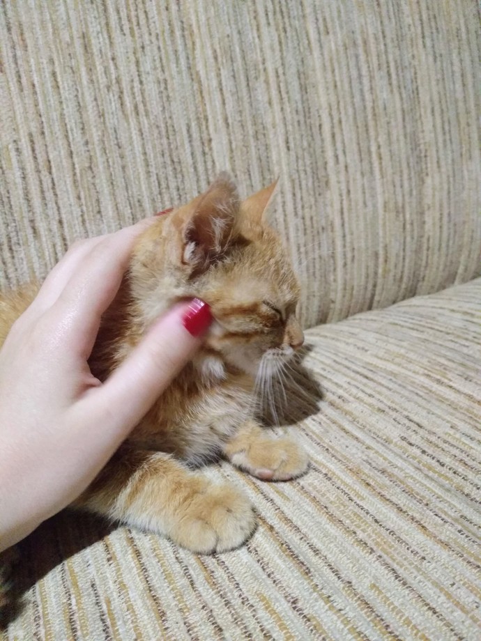 Kediler neden bu kadar güzel hayvanlar?